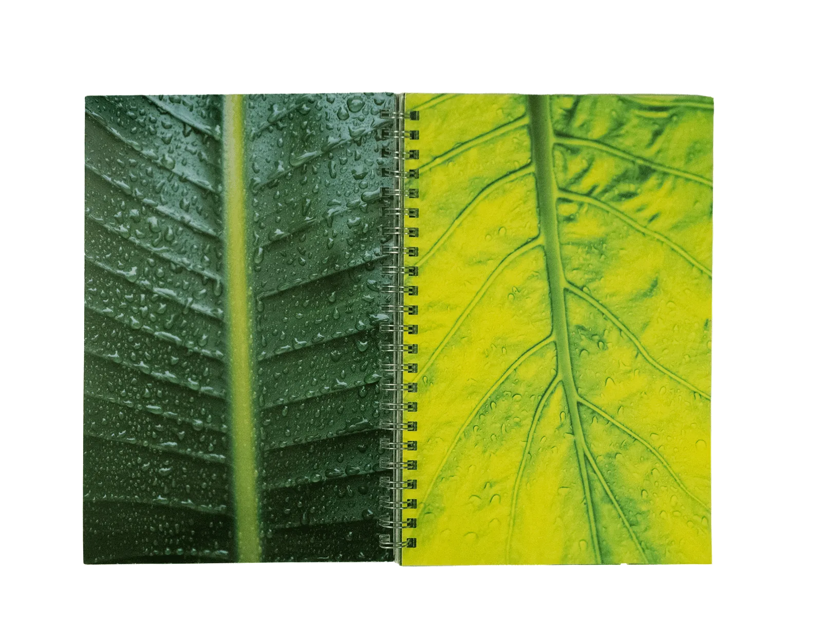 A Collection of Rains